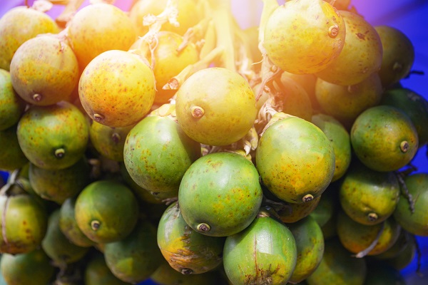 摄图网_305843300_新鲜的贝特尔坚果棕榈挂在树上咀嚼阿雷卡坚果（企业商用）.jpg