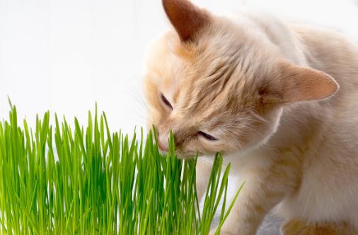 只知道猫草能吐毛球铲屎官就落伍了常见的猫咪食用植物