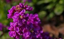 紫罗兰栽培到家中 紫罗兰的养殖方法及养护